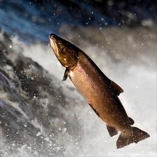 The Environmental Impact of Fish Eating
